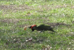 Picus viridis