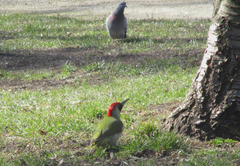 Picus viridis