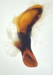 Pterostichus isabellae