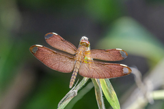 Neurothemis fulvia