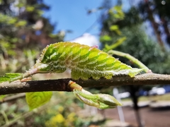 Hestina assimilis