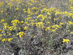 Oleksandr Shynder, CC BY, iNaturalist via GBIF Odontarrhena muralis, photograph Oleksandr Shynder, CC BY, iNaturalist via GBIF