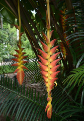 Heliconia xanthovillosa