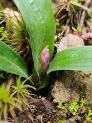 Orchis olbiensis