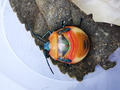 Poecilocoris latus