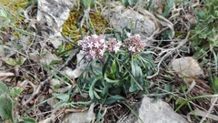 Valeriana tuberosa