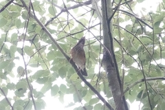 Turdus