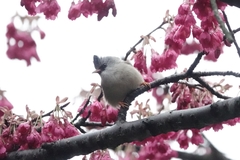 Yuhina nigrimenta