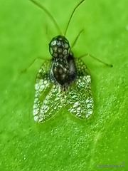 Alloiothucha artocarpi