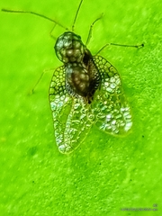 Alloiothucha artocarpi