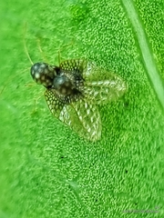 Alloiothucha artocarpi