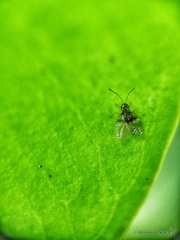 Alloiothucha artocarpi