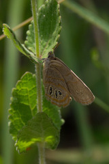 Neonympha