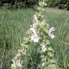 Salvia austriaca