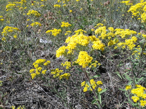 Odontarrhena muralis, photograph 6