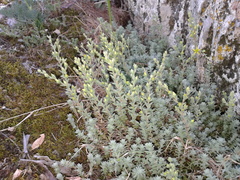 Sedum borissovae