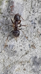 Lasius