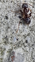 Lasius