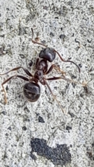 Lasius