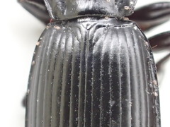 Pterostichus isabellae