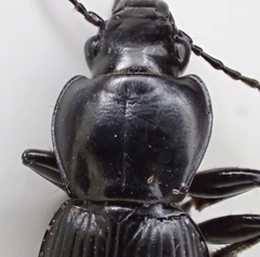 Pterostichus isabellae