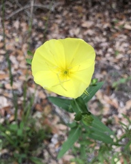 Oenothera heterophylla