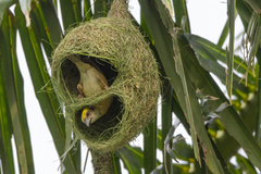 Ploceus philippinus