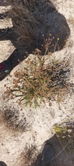 Marasmodes dummeri