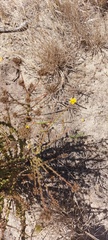 Marasmodes dummeri