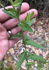 Oenothera heterophylla