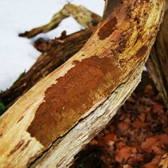 Fuscoporia ferruginosa