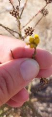 Marasmodes dummeri