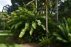 Heliconia xanthovillosa