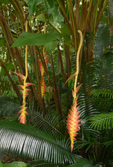 Heliconia xanthovillosa