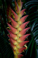 Heliconia xanthovillosa