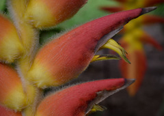 Heliconia xanthovillosa