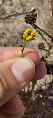Marasmodes dummeri