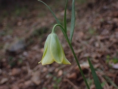 Fritillaria bithynica