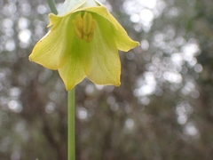 Fritillaria bithynica