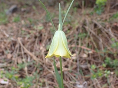 Fritillaria bithynica