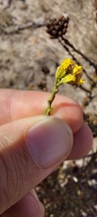 Marasmodes dummeri