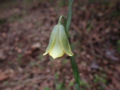 Fritillaria bithynica
