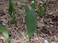 Fritillaria bithynica