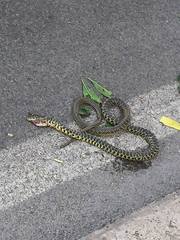 Hierophis viridiflavus viridiflavus