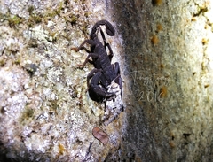 Scorpiops kamengensis