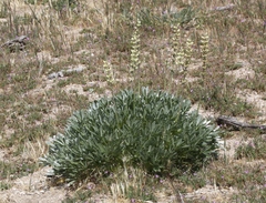 Lupinus peirsonii