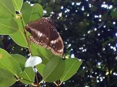 Hypolimnas bolina bolina