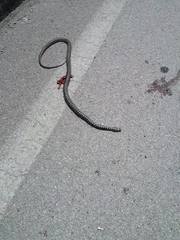 Hierophis viridiflavus viridiflavus