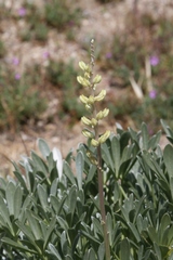 Lupinus peirsonii