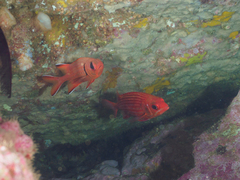 Sargocentron ittodai